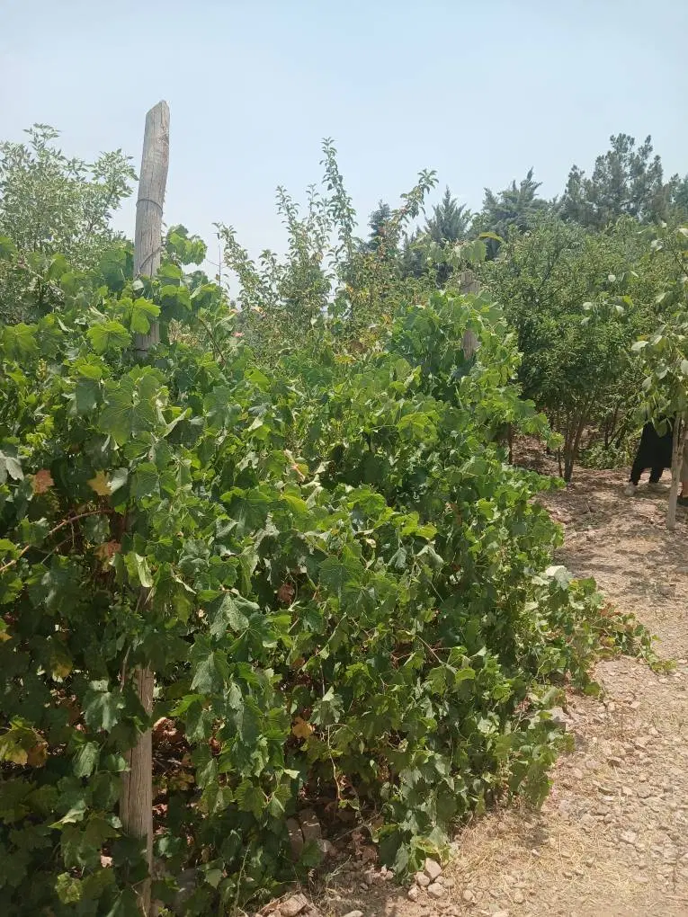 باغچه چهاردیواری ۵۰۰ متری