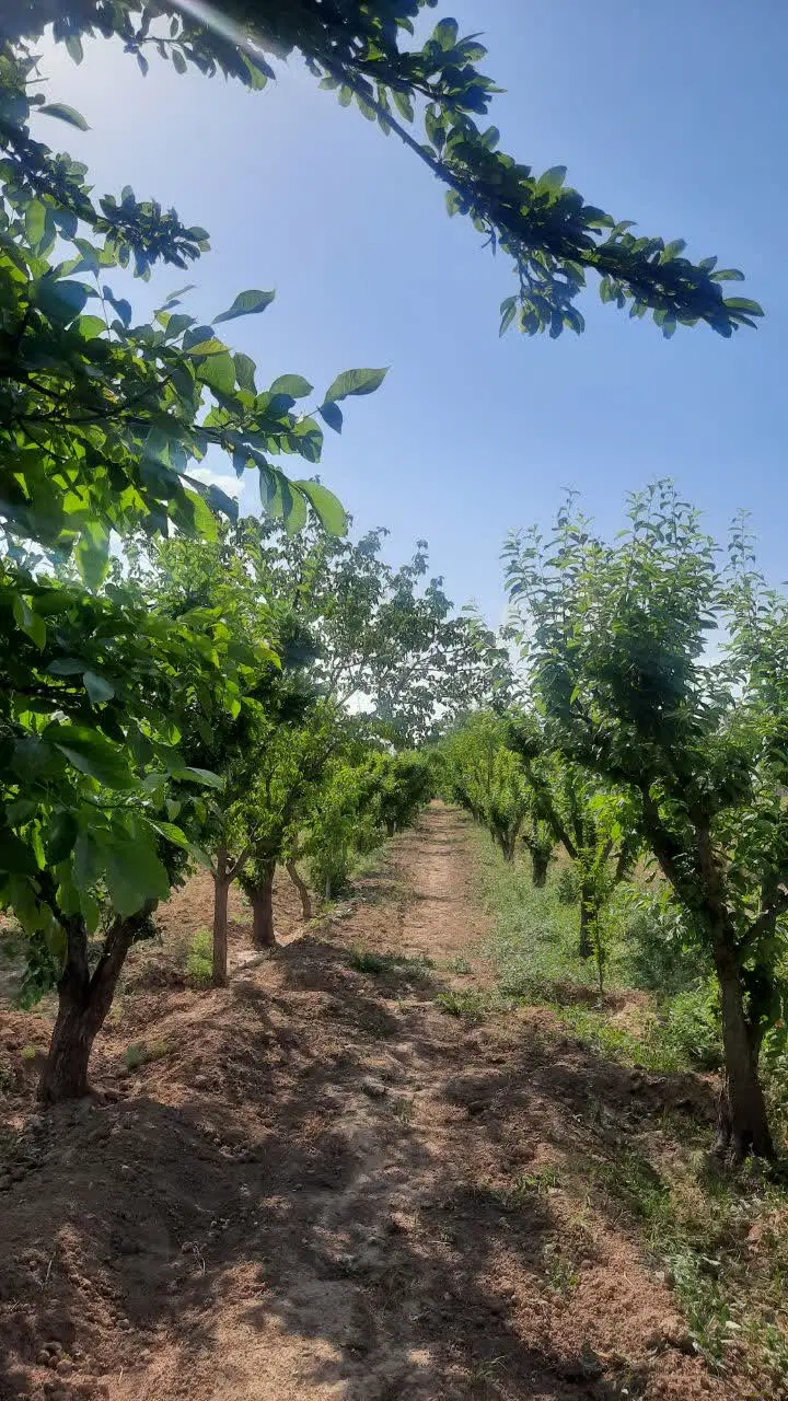فروش باغ باصفای درشهرستان نظراباد
