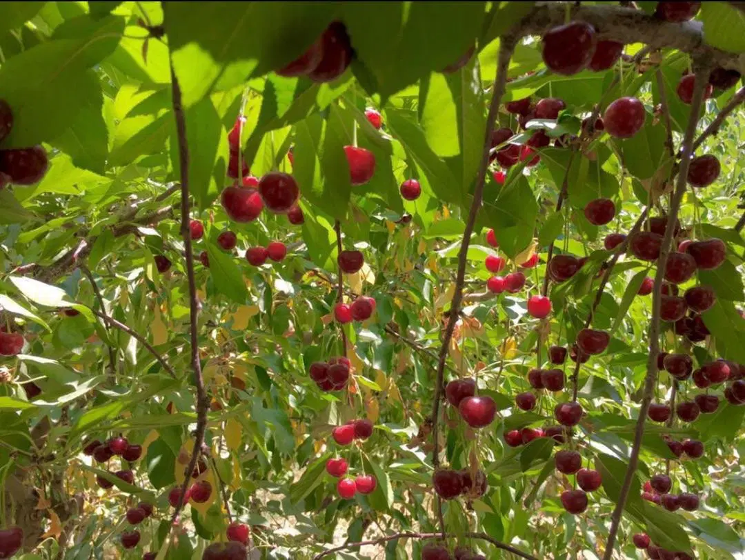 باغ ویلا سند دار  اصیل و ‌بی نظیر ۱۵۰۰ متری