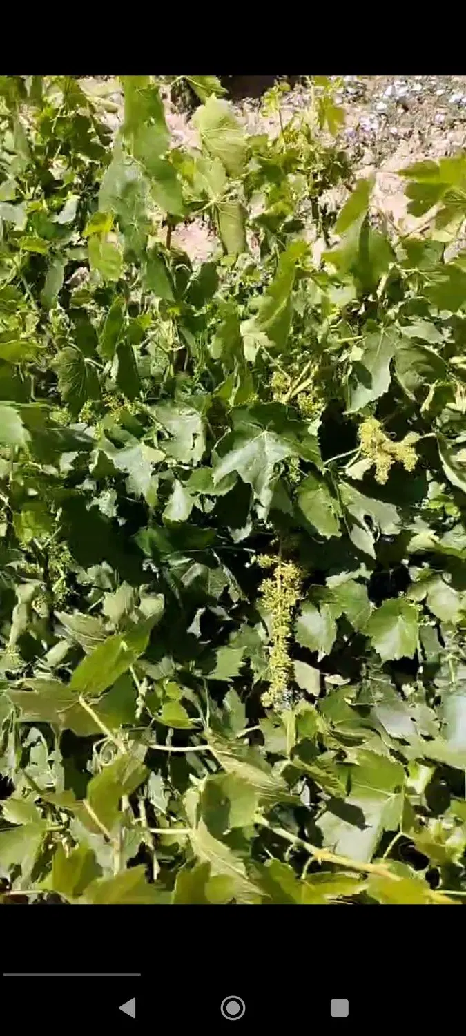 باغ انگور