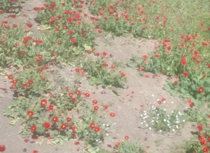 زمین واسه مغازه یا  انباری
