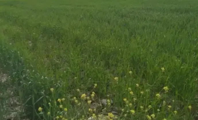 زمین فروشی جاده گچگران نوراباد