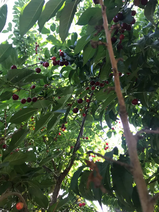 باغچه در باغستان شهریار