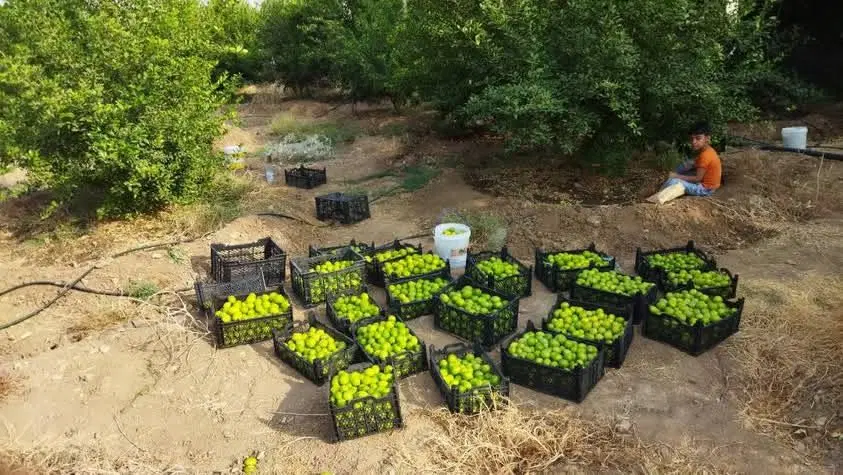 زمین خونه باغ گچساران سه دقیقیی تاشهرمعاوضه