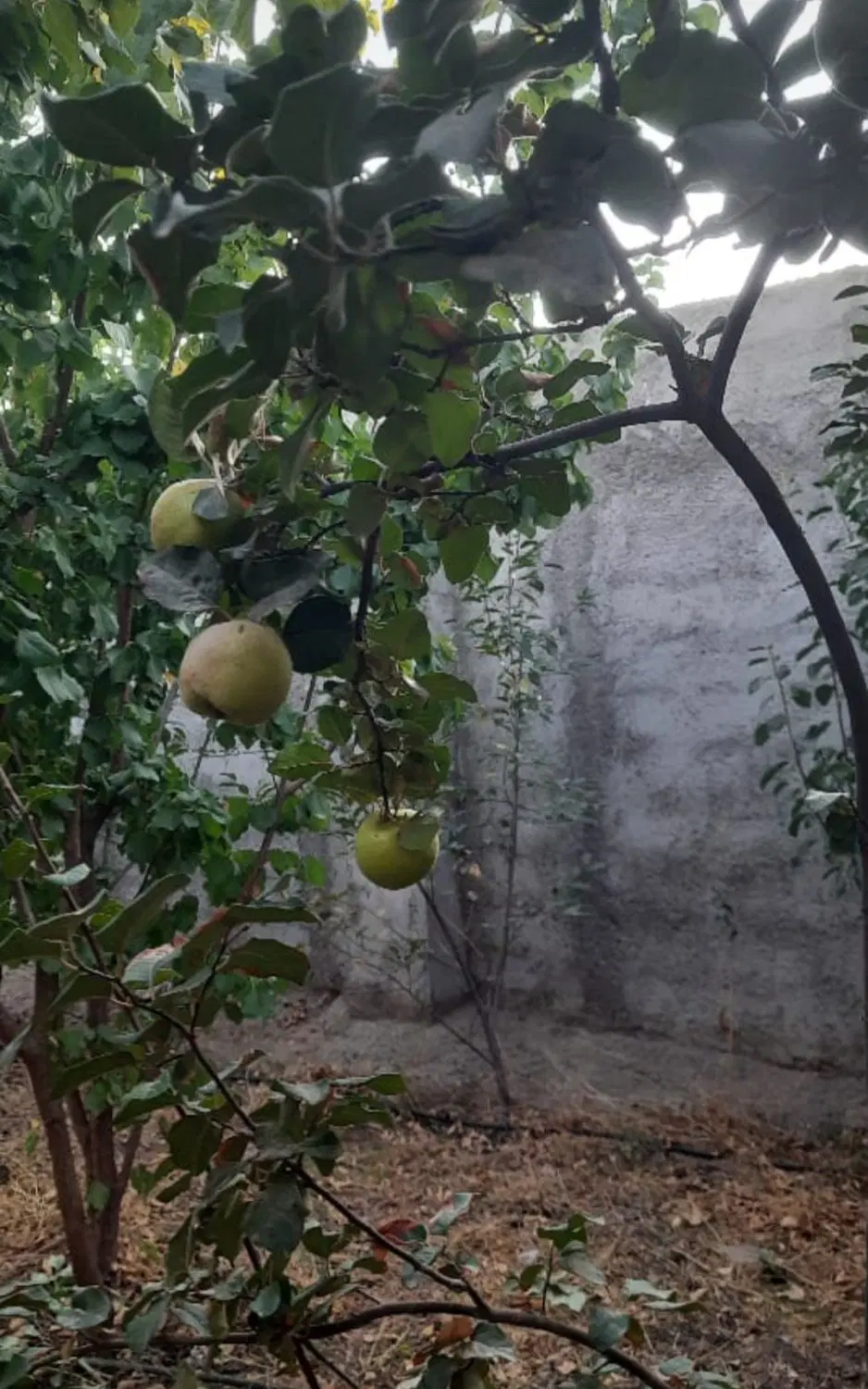 ۳۰۰ مترداخل بافت قابل ساخت ۱۰۰ در۱۰۰