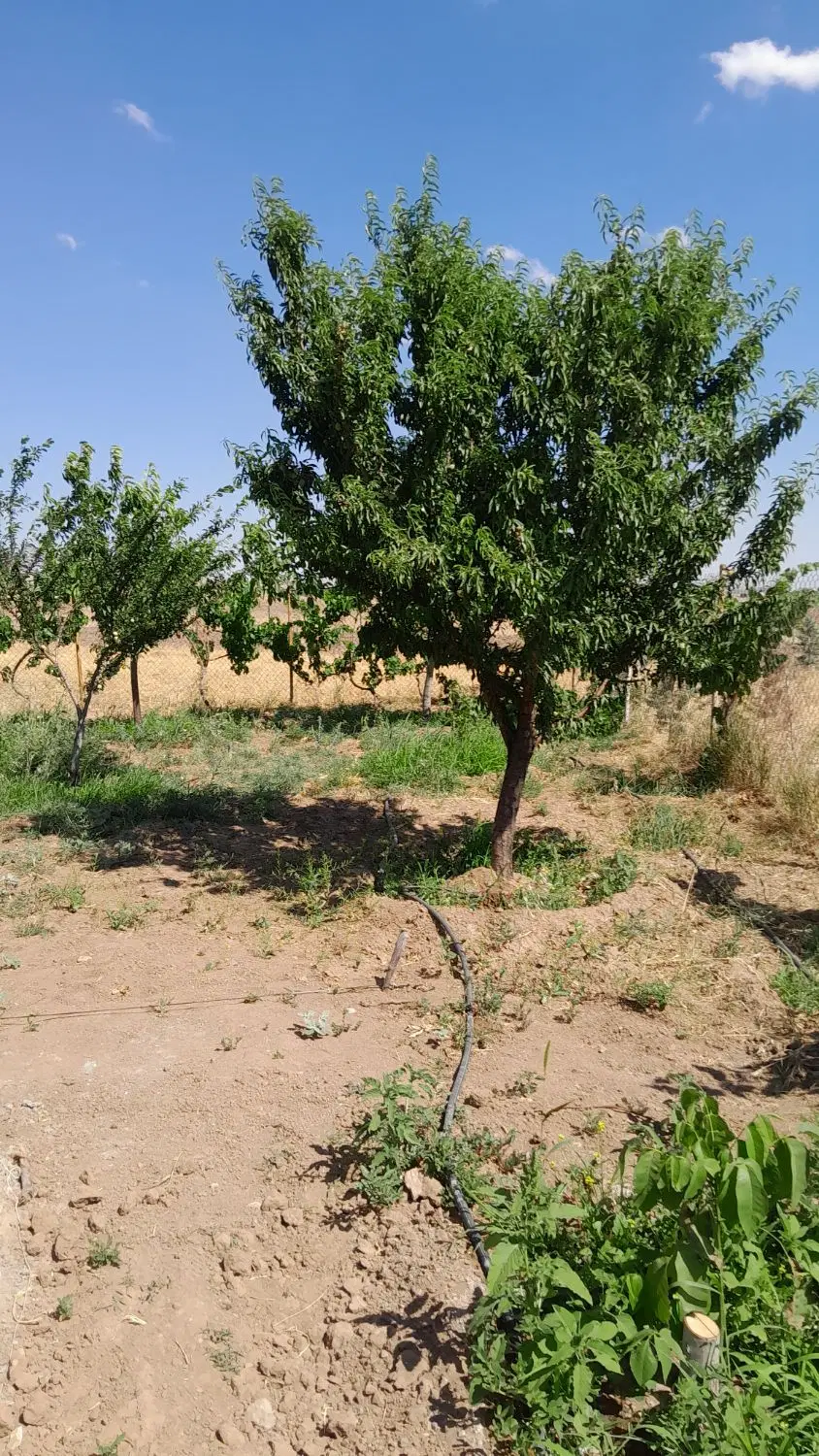 باغ ویلا  رشتقون