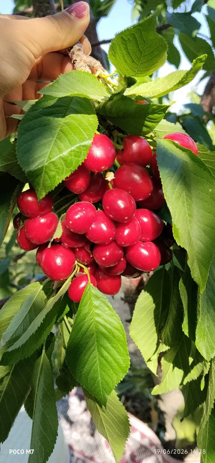 فروش باغ در شوراب صغیر