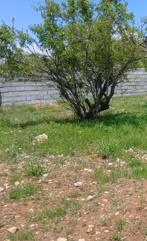 زمین