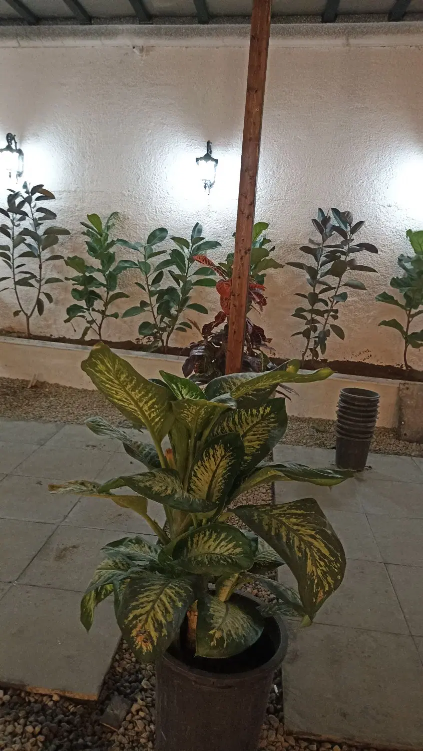 اجاره