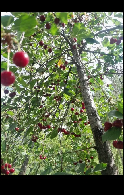 باغ سرسبز روستای زینجناب (زیر قیمت)
