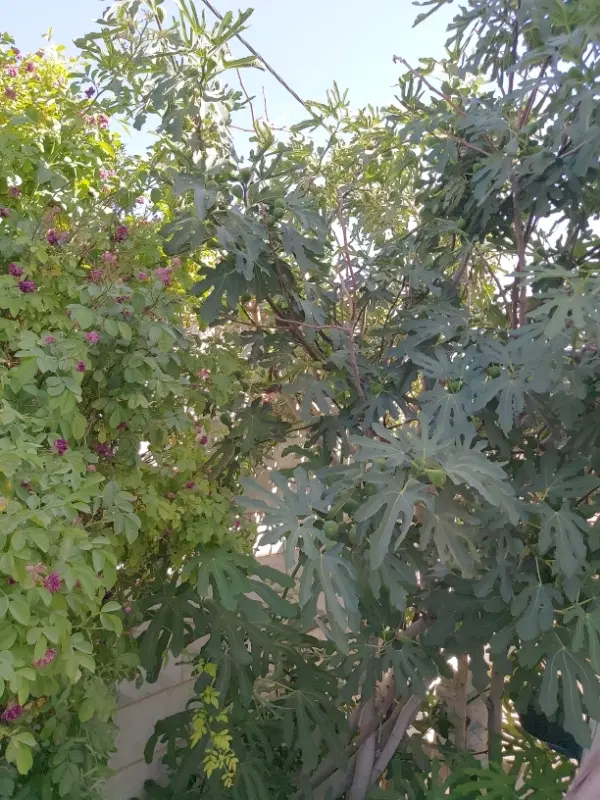 فروش۳۰۰۰مترباغ۳ساله استانه واقران زیره قیمت