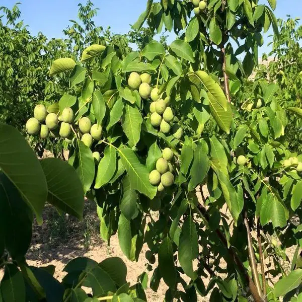 خانه کلنگی۴۸۴ متری در محله کاروان