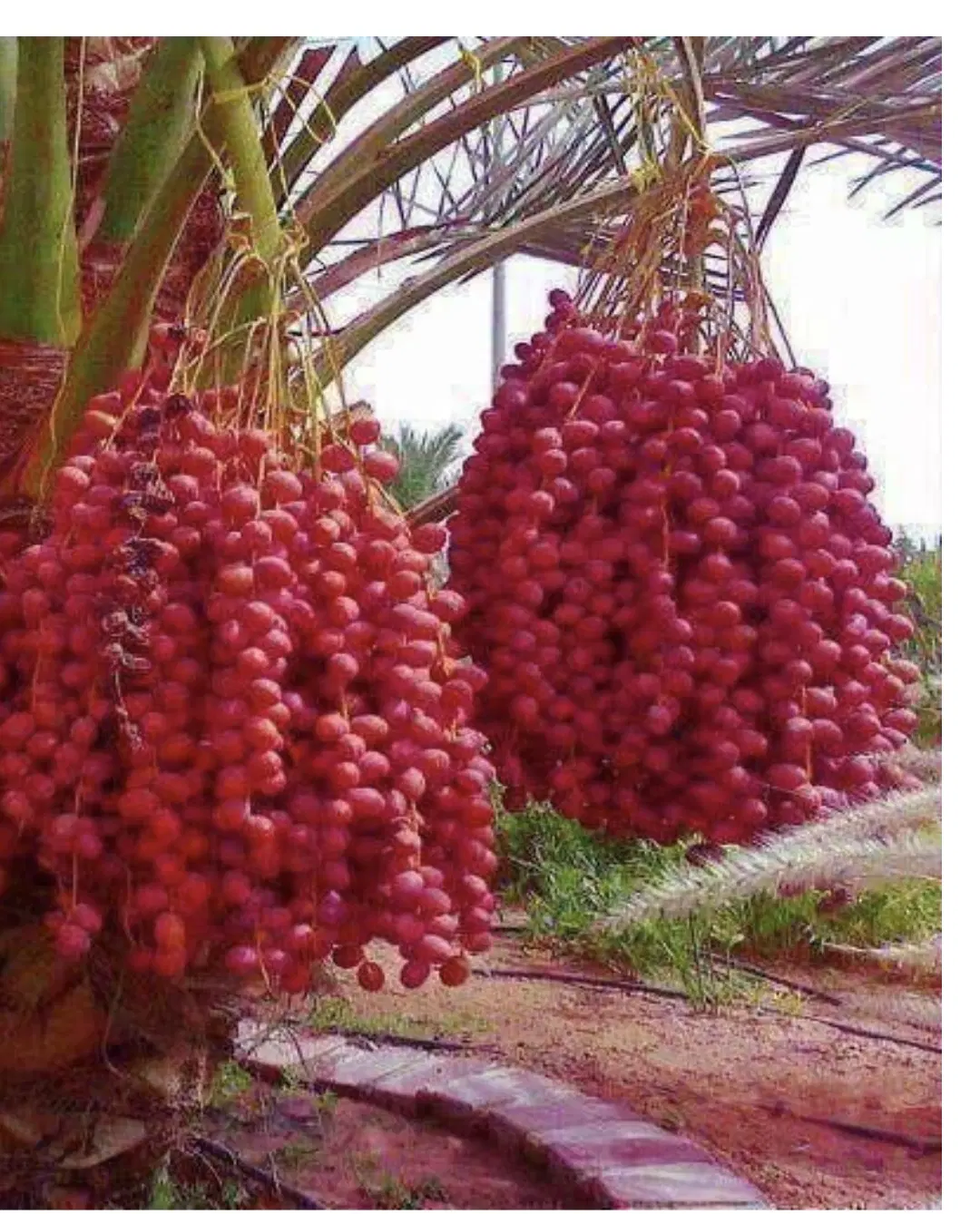خوشه خرمااجاره ای