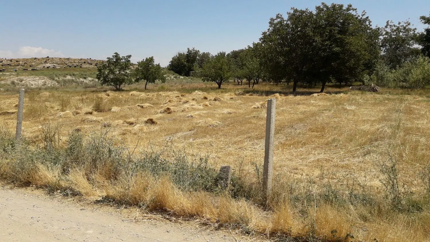 زمین در روستای پکاجیک