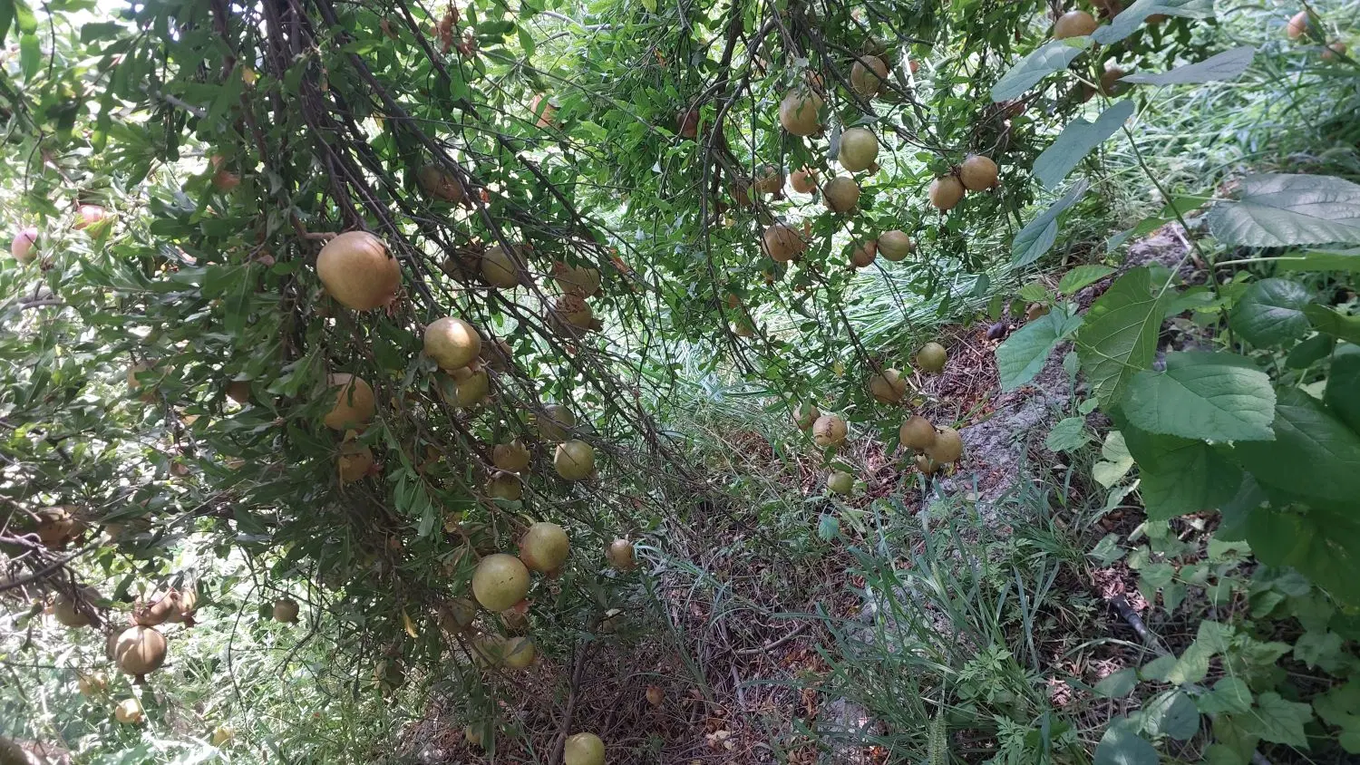 اجاره میوه باغ انار