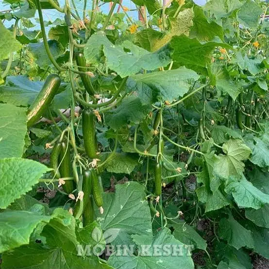 اجاره گلخانه