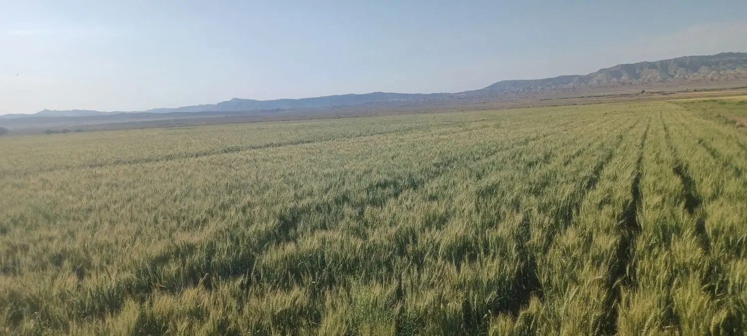 فروش ۵هکتار زمین زراعی باغی ۸کیلومترشاهرود