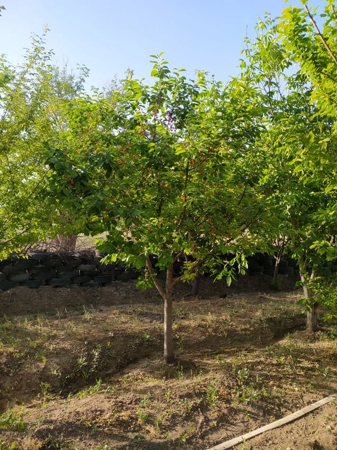 باغ هزار متری