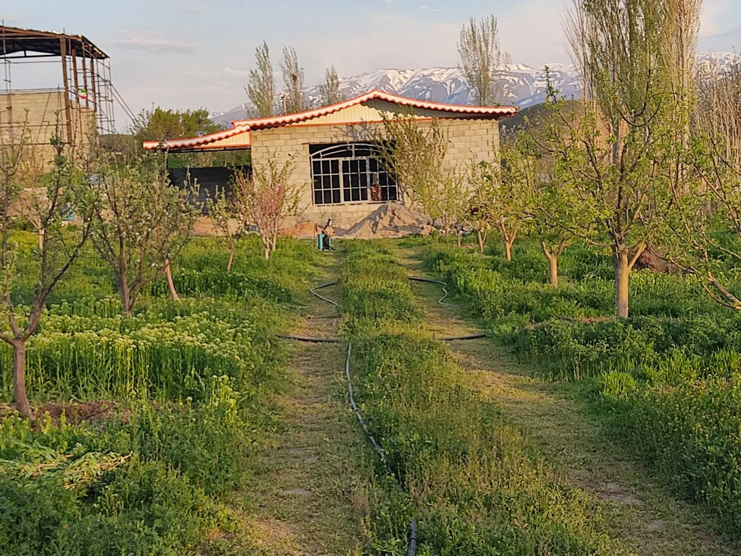 باغ درکرداحمدعلیا