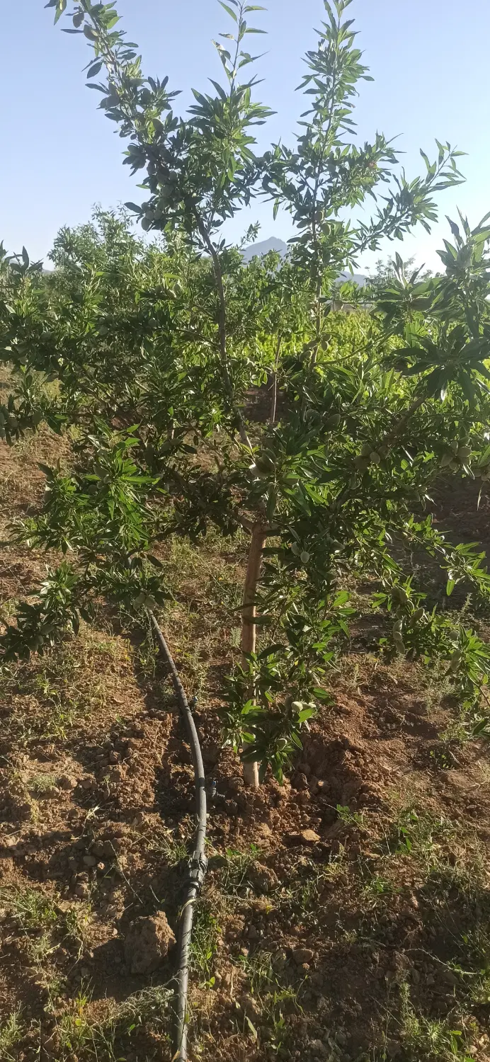 فروش باغ در روستای خلیل کرد