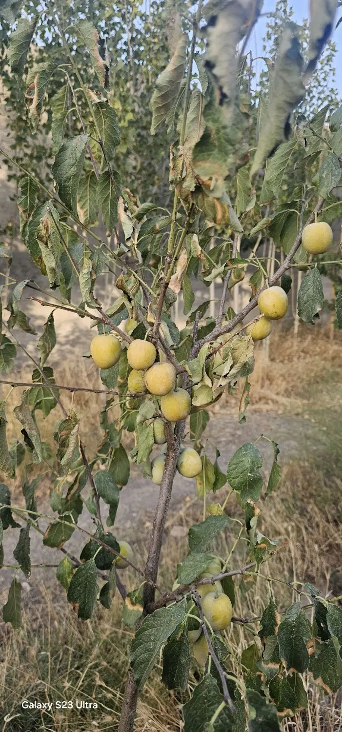 زمین جهت باغ و ویلا
