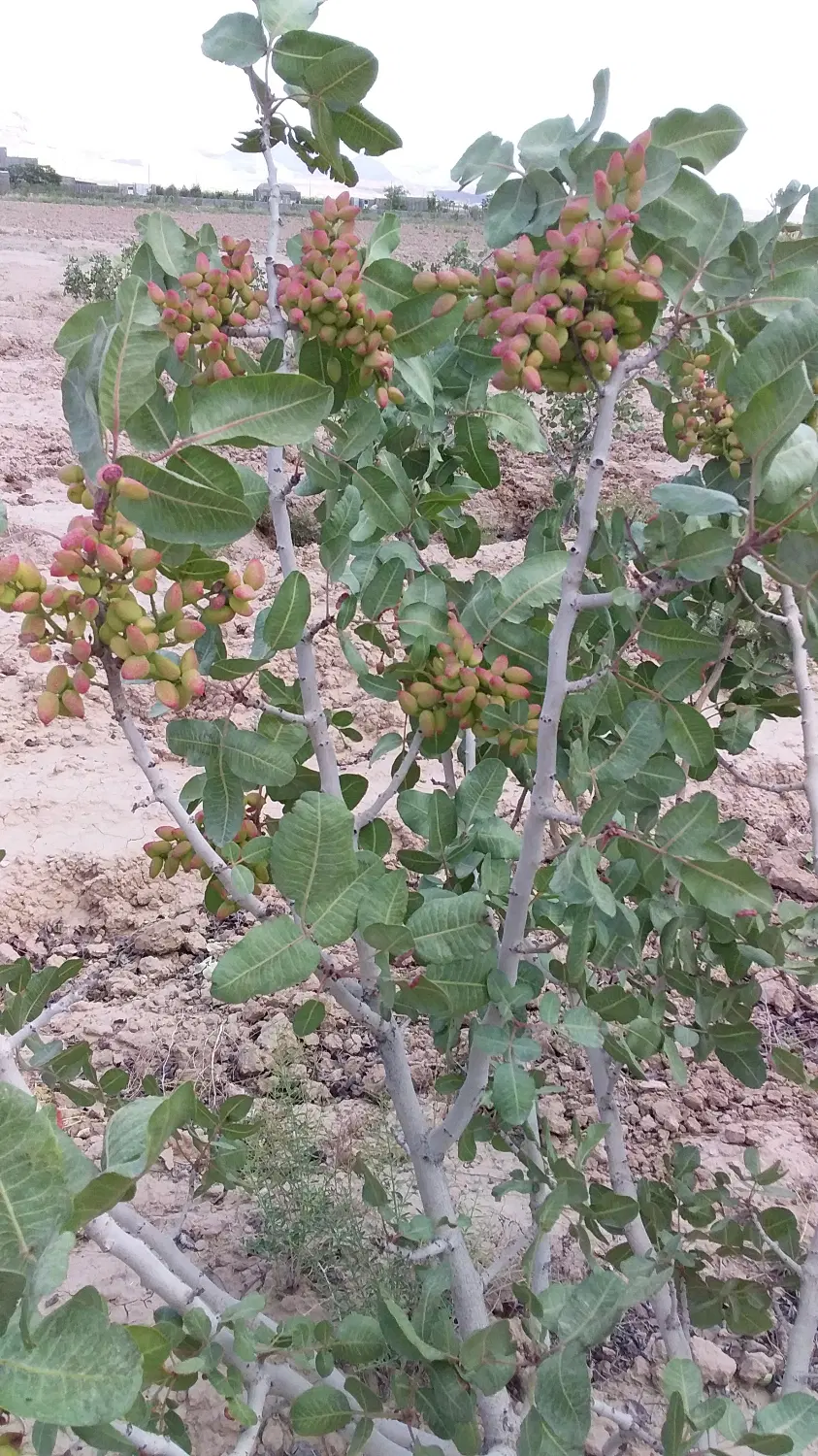 باغ پسته چهار هزار متری