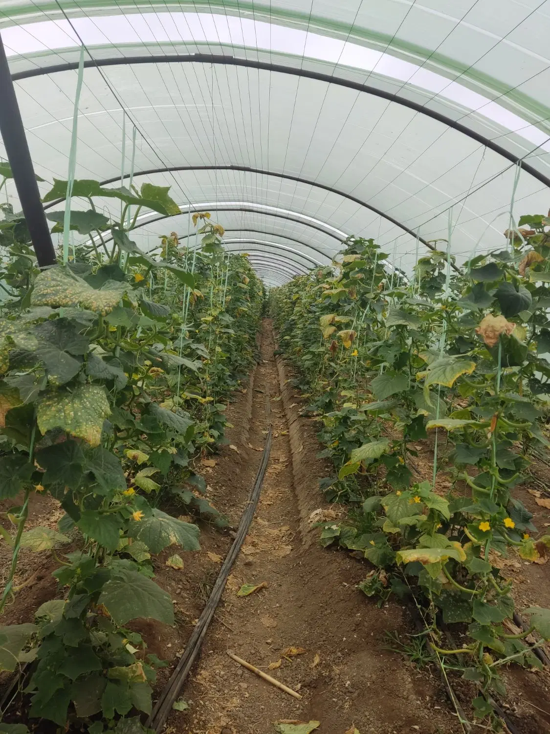 فروش 150متر زمین مسکونی تو بافت روستای عشق آباد
