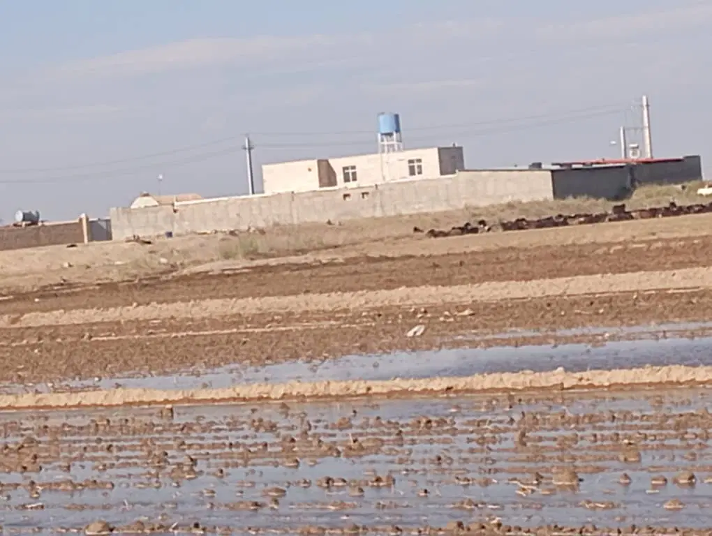 اجاره گاوداری