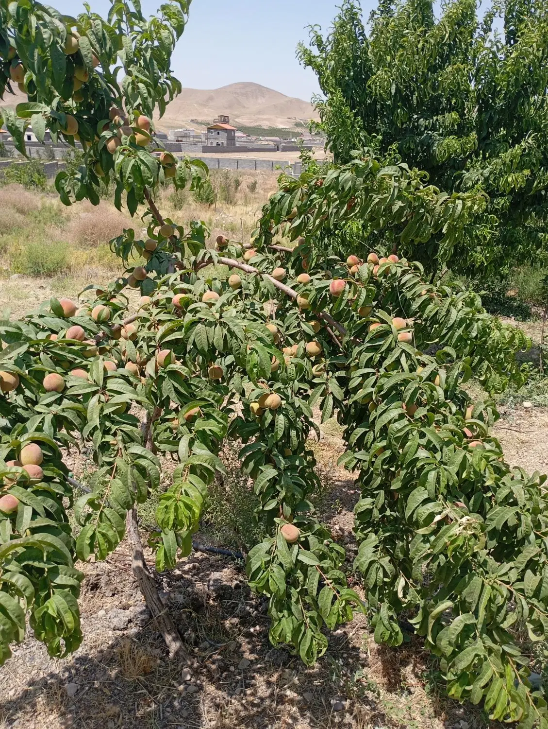 بیا اقساطی ویلا بهت بدم آبسرد گرمابسرد جابان 8 ماه