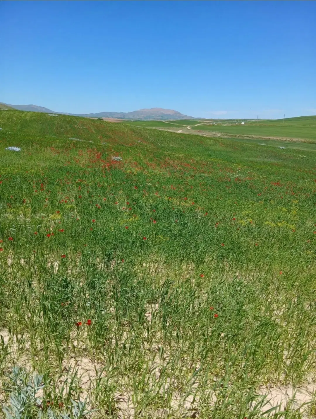 زمین کشاورزی