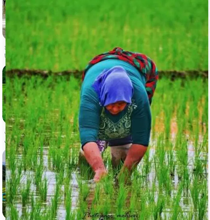شالیزار برنج