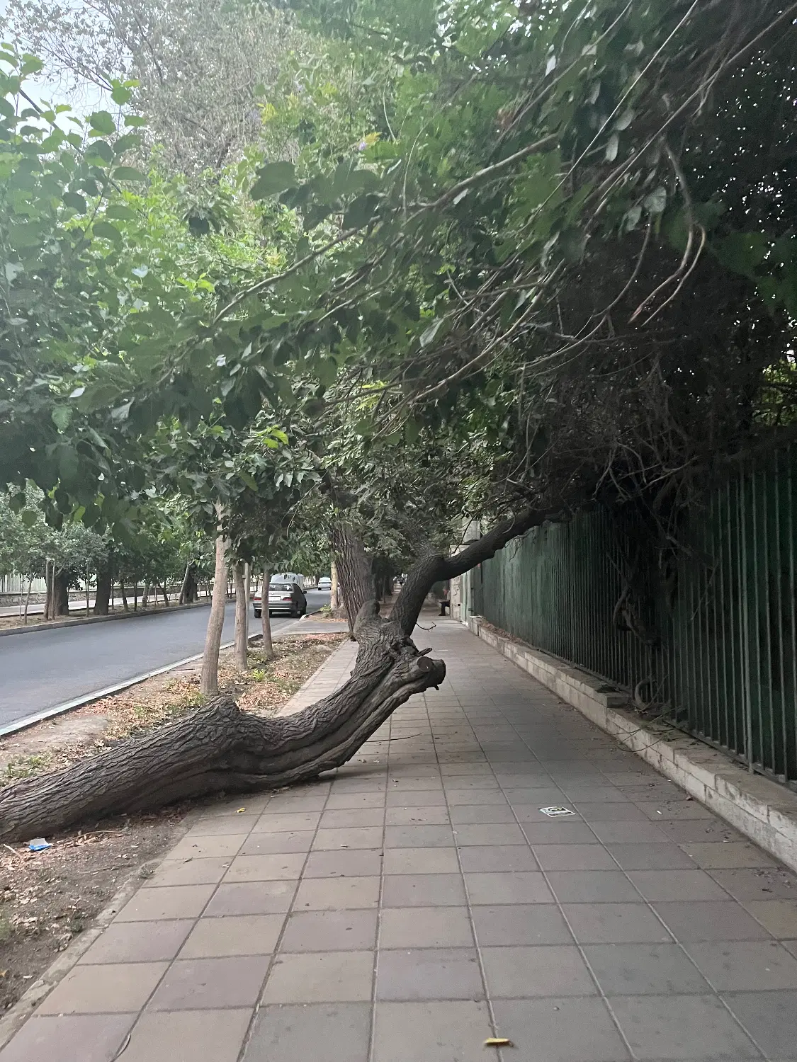 ۵۵ متر سند دار مرکزشهر