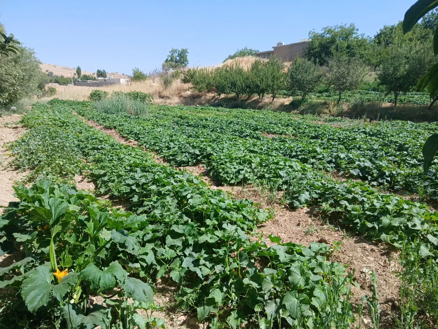 فروش زمین فیروزآباد
