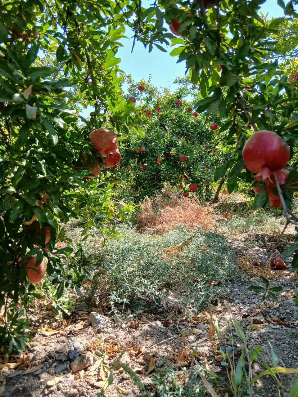 فروش باغ ویلایی