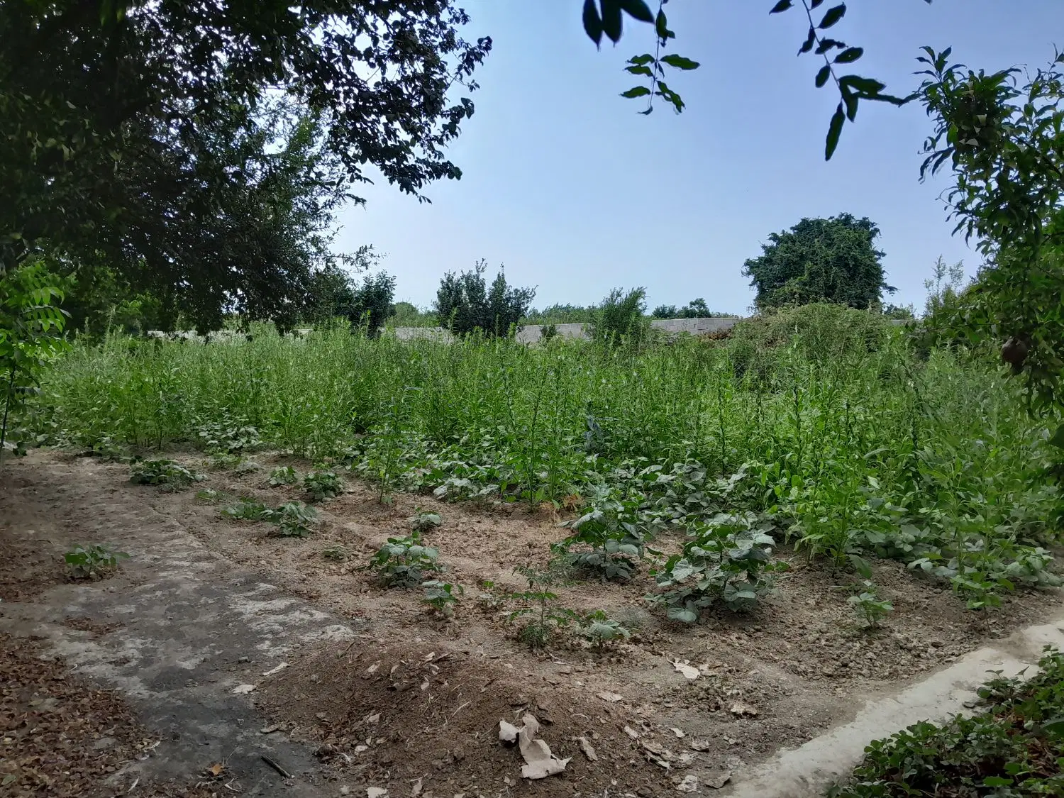 زمین باغی