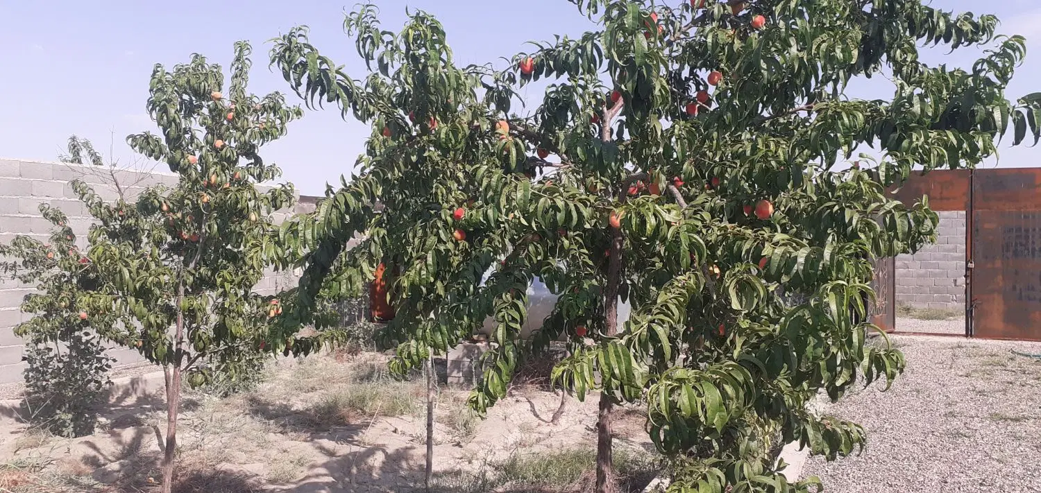 باغ ۱۰۰۰متری شاهنامه
