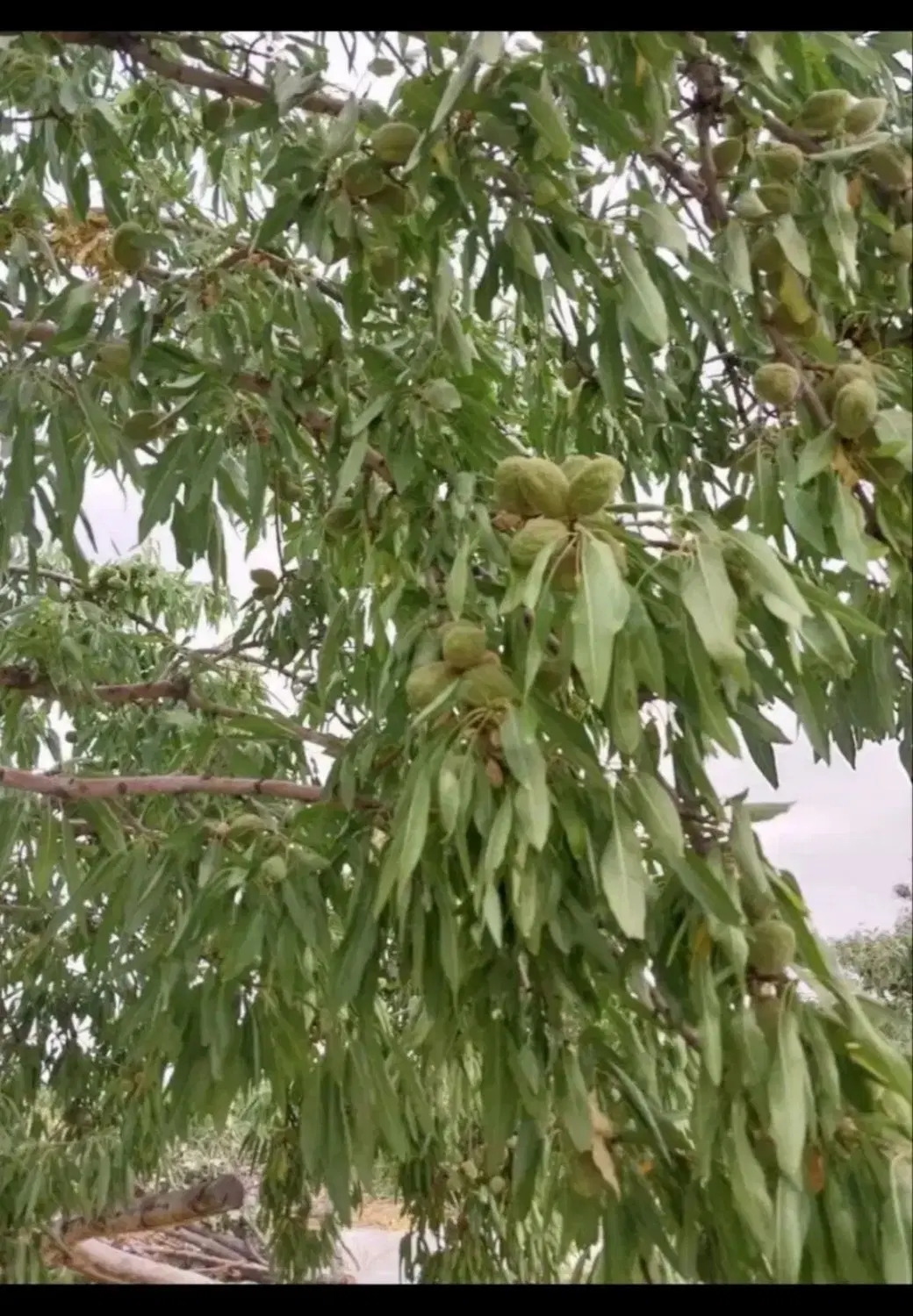 فروش باغ بزرگ میوه