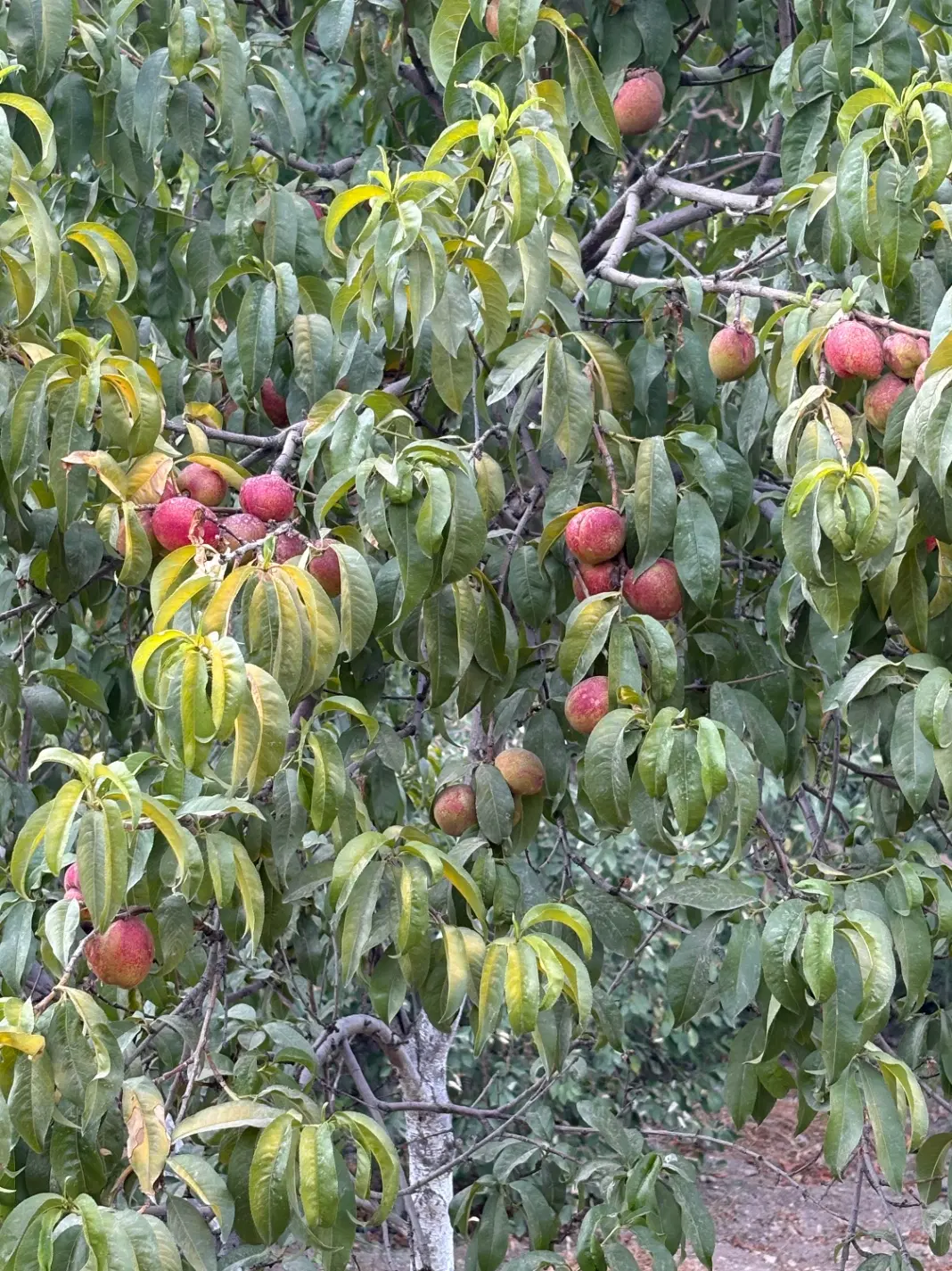 باغ میوه در شهرک ییلاقی سهیلیه