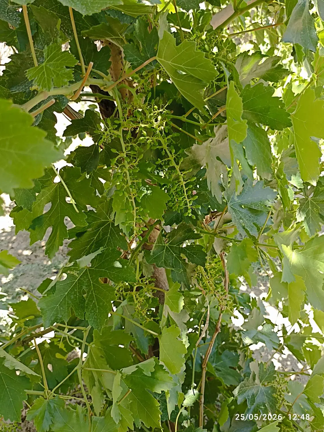 فروش باغچه