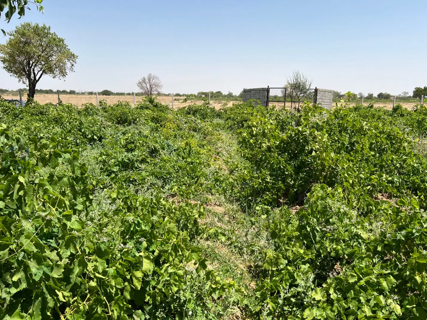 باغ انگور