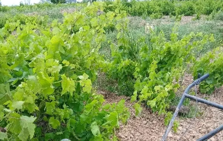 باغچه ۳۵۰۰ متر طغان ورامین با سند اتوبان امام رضا