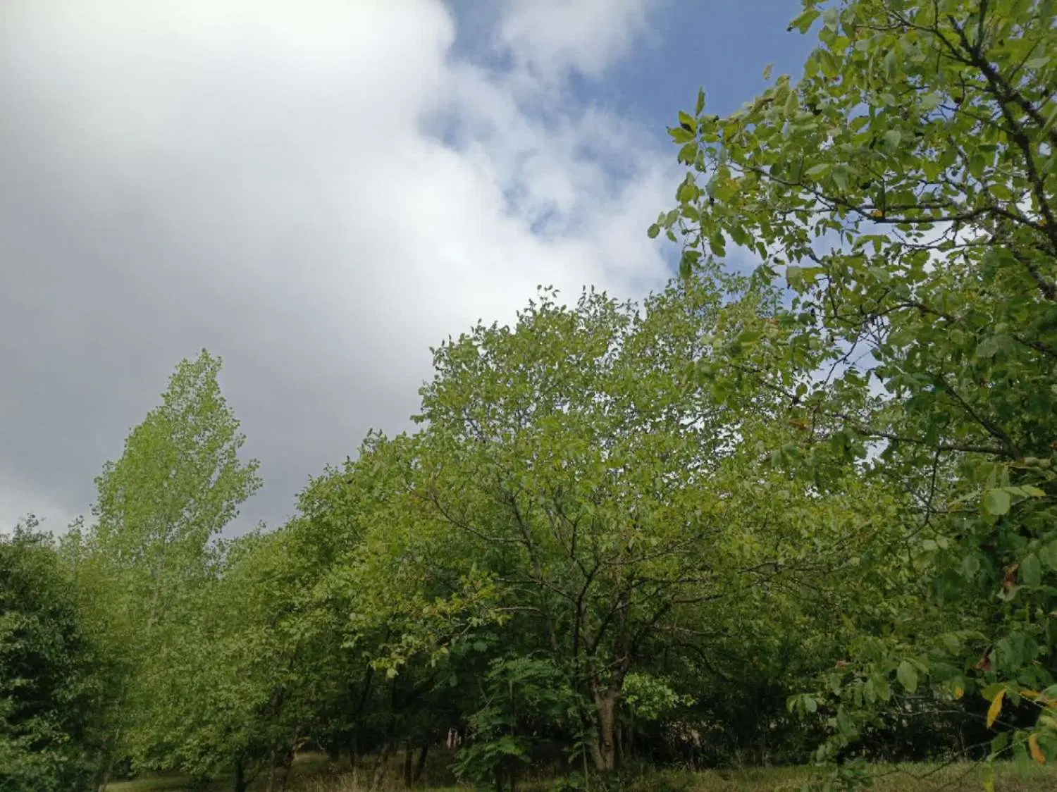 فروش زمین کجور