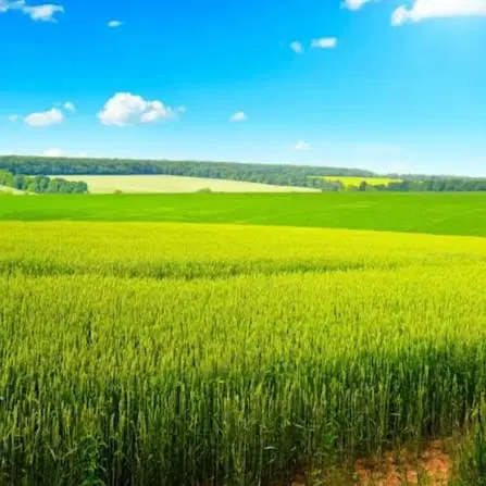 زمین قیزیل قیه