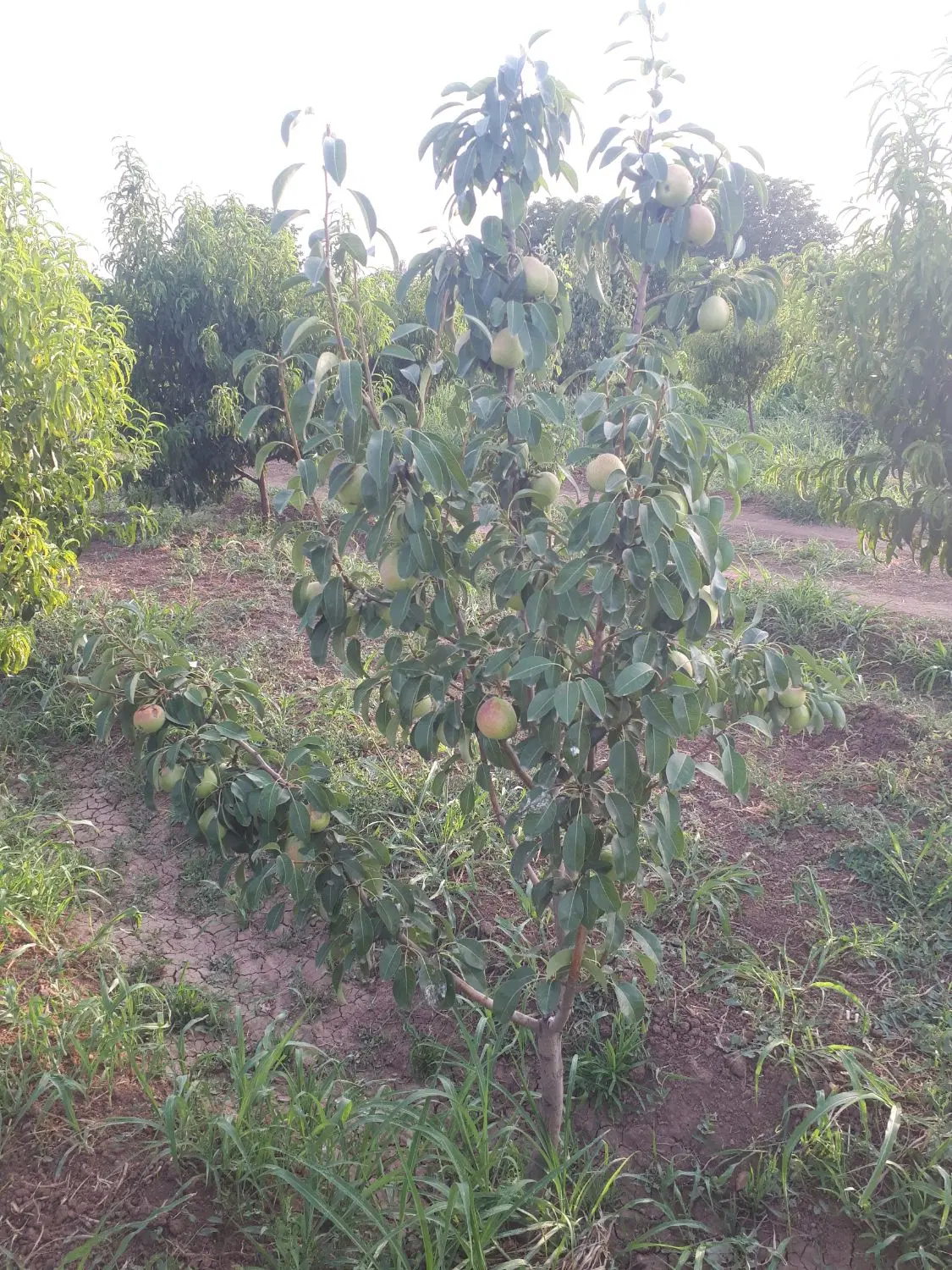 باغ گلابی
