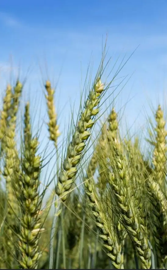 اجاره زمین کشاورزی