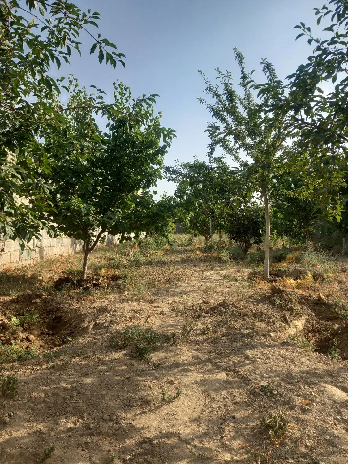 باغ وباغچه