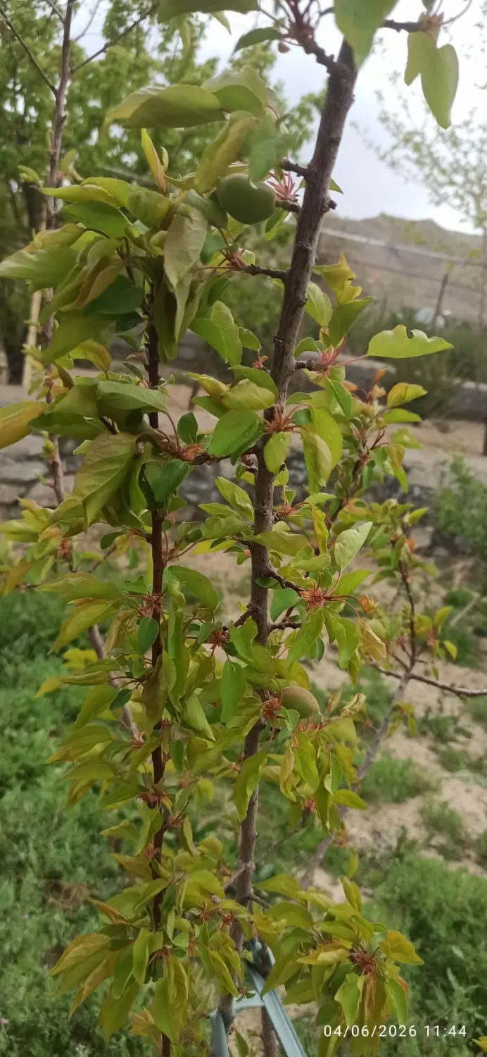باغ سورگ