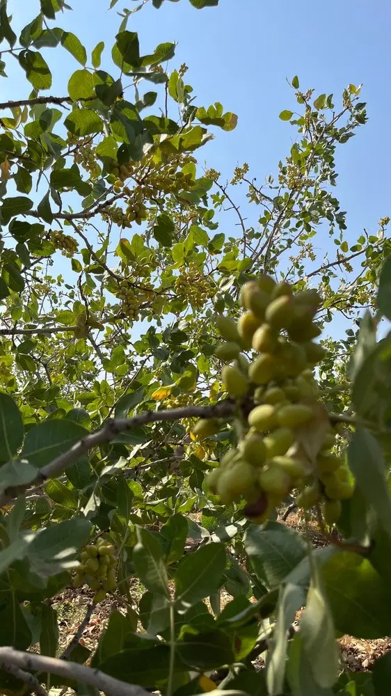 باغ پسته
