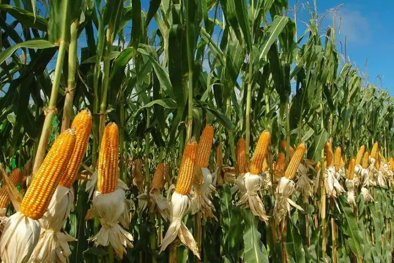 زمین کشاورزی