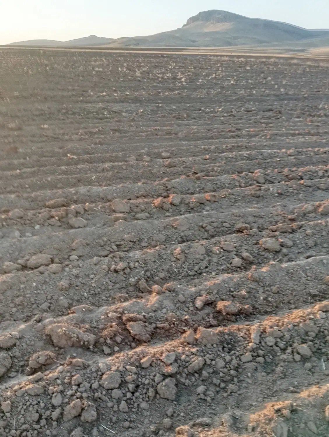 زمین کشاورزی روستای سهنله